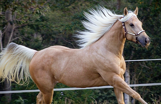 LA CHEROKEE GOLD